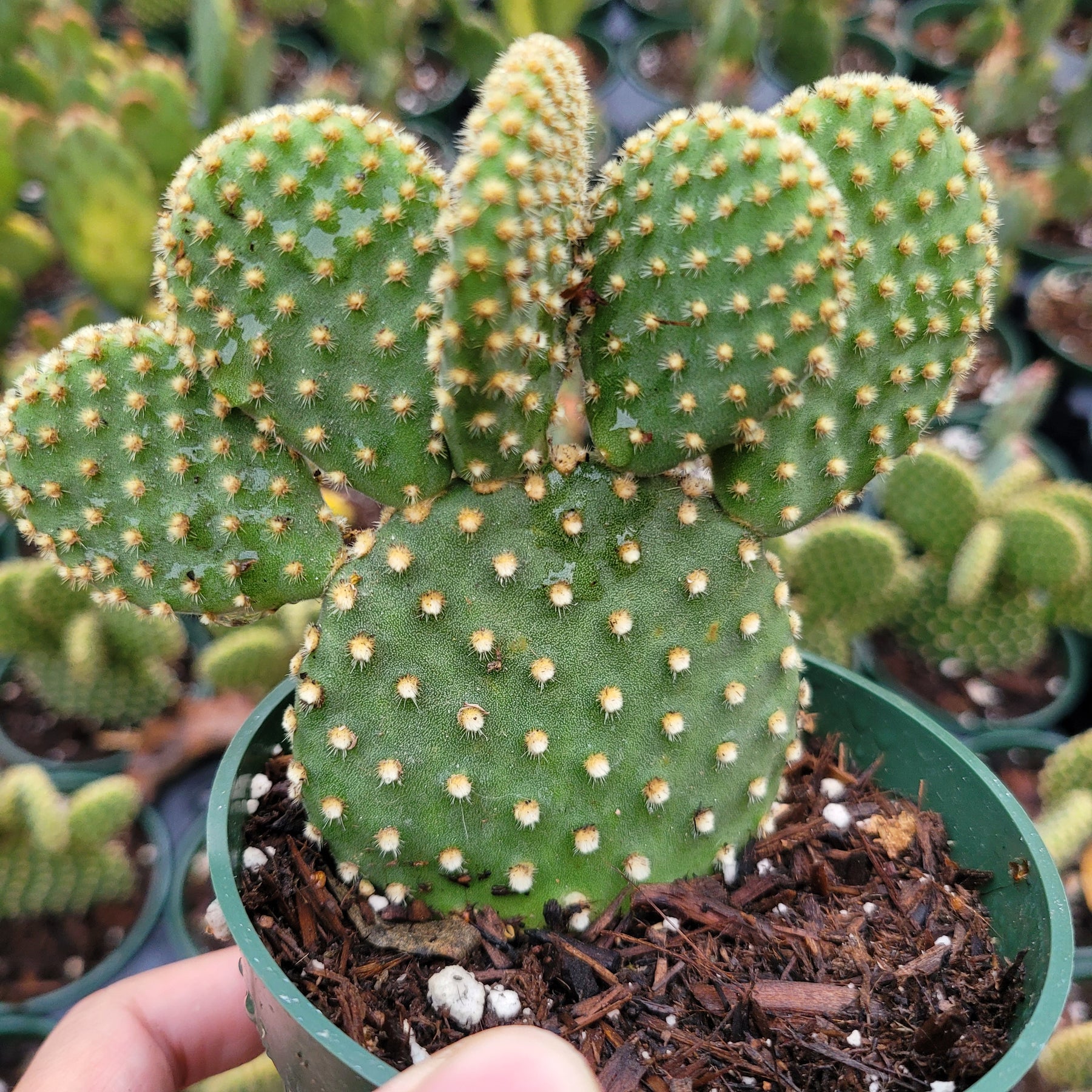 bunny ear cactus soil Opuntia microdasys 'Golden Bunny Ears' 2 Inch #A