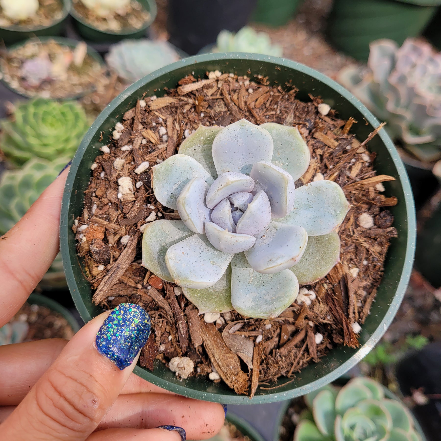 succulents that survive snow Echeveria 'Snow Bunny'