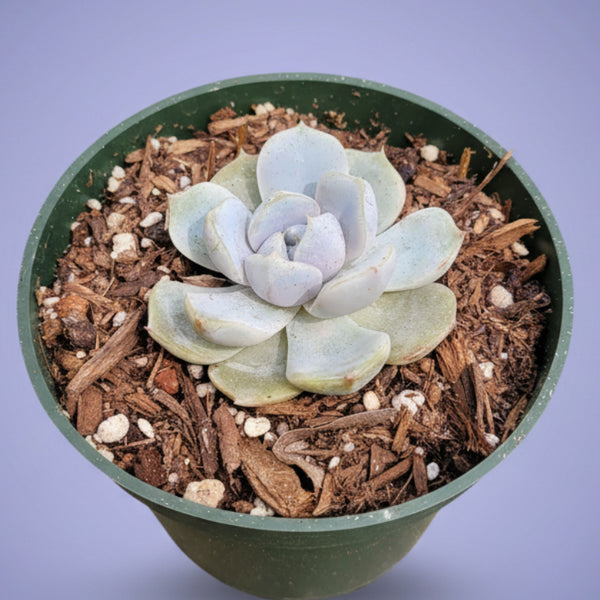 Succulent スノーバニー 【公式通販】