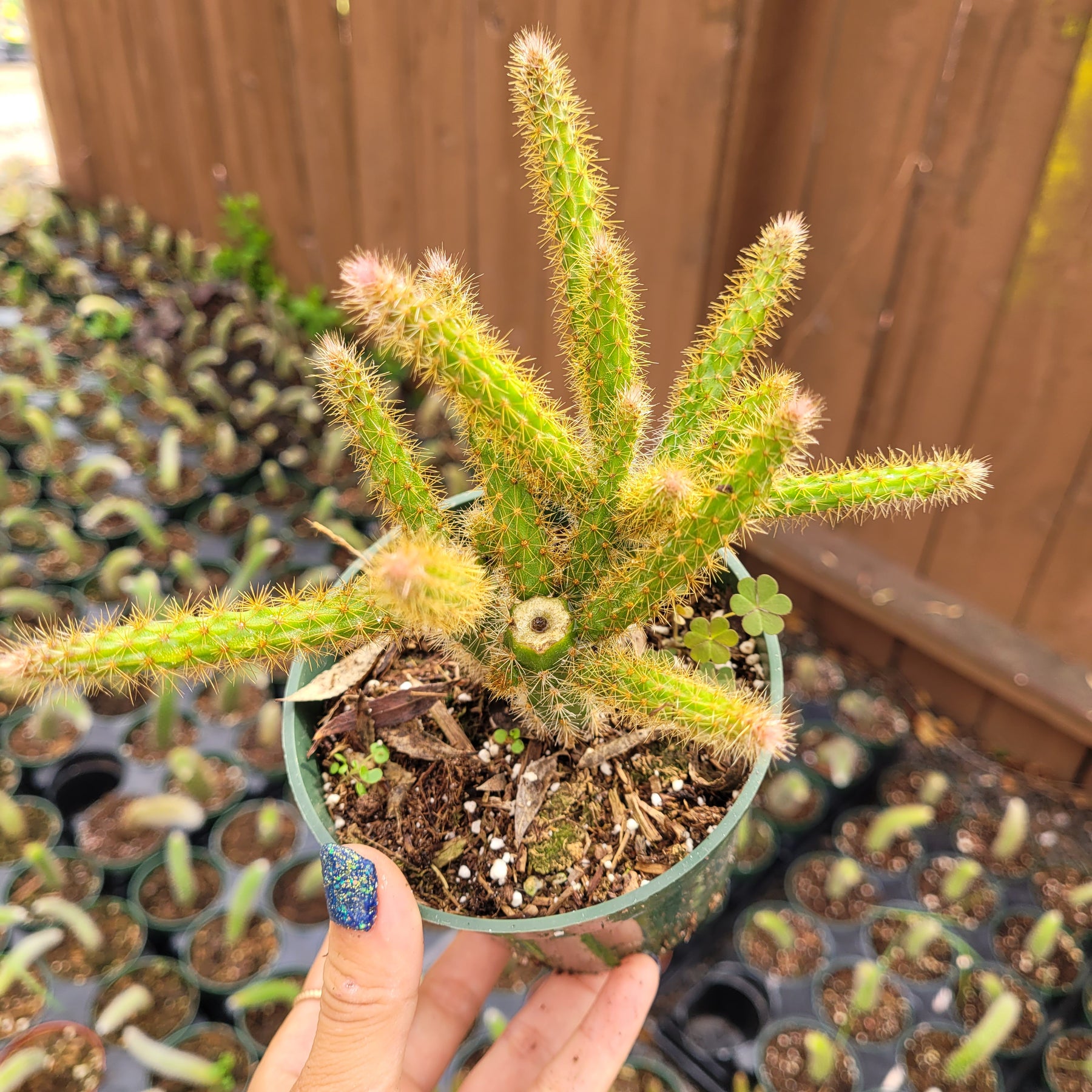 types of rat tail cactus Aporocactus flagelliformis Rat Tail Cactus