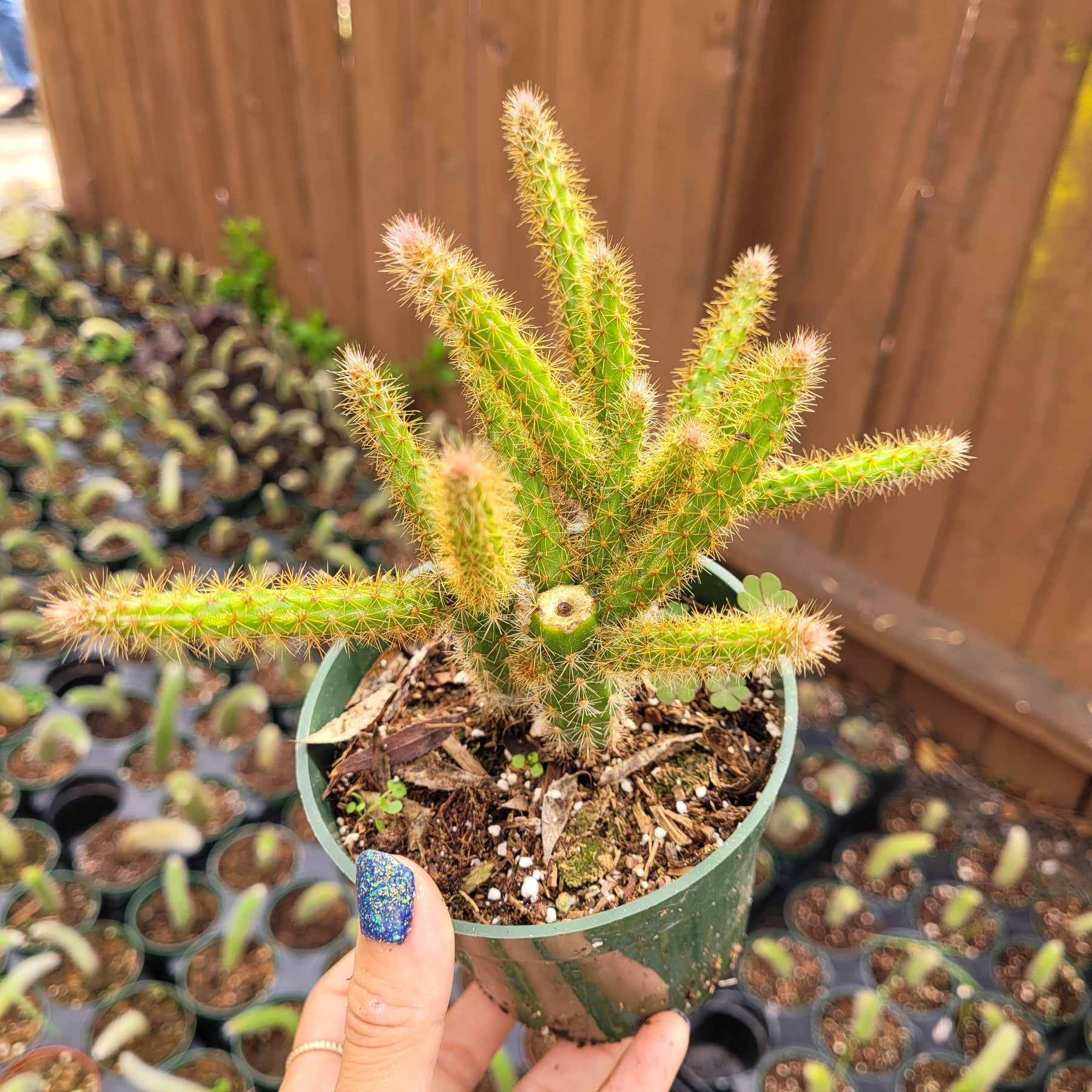 rat tail succulent Aporocactus flagelliformis Rat Tail Cactus