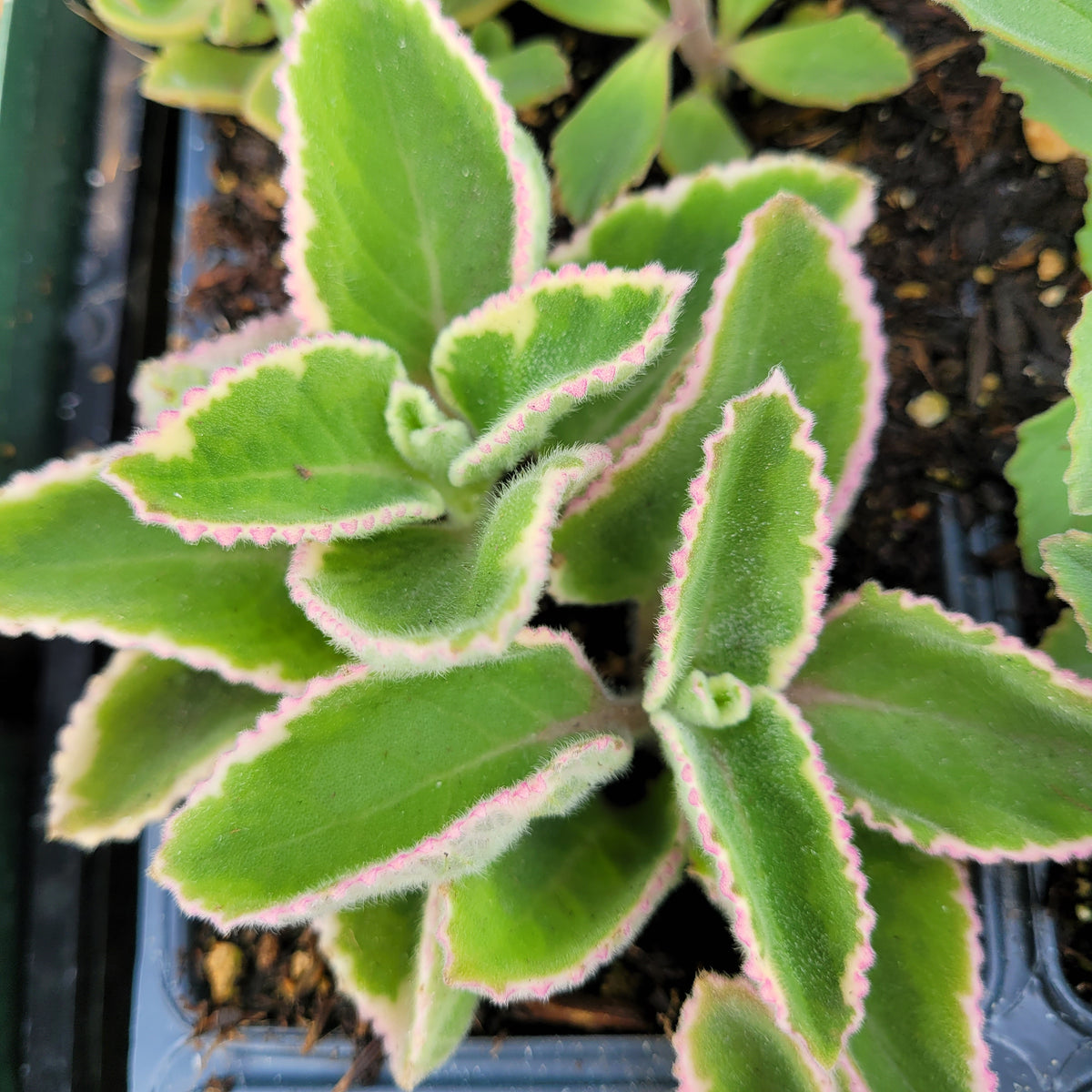 oregano succulent Plectranthus amboinicus Cuban Oregano