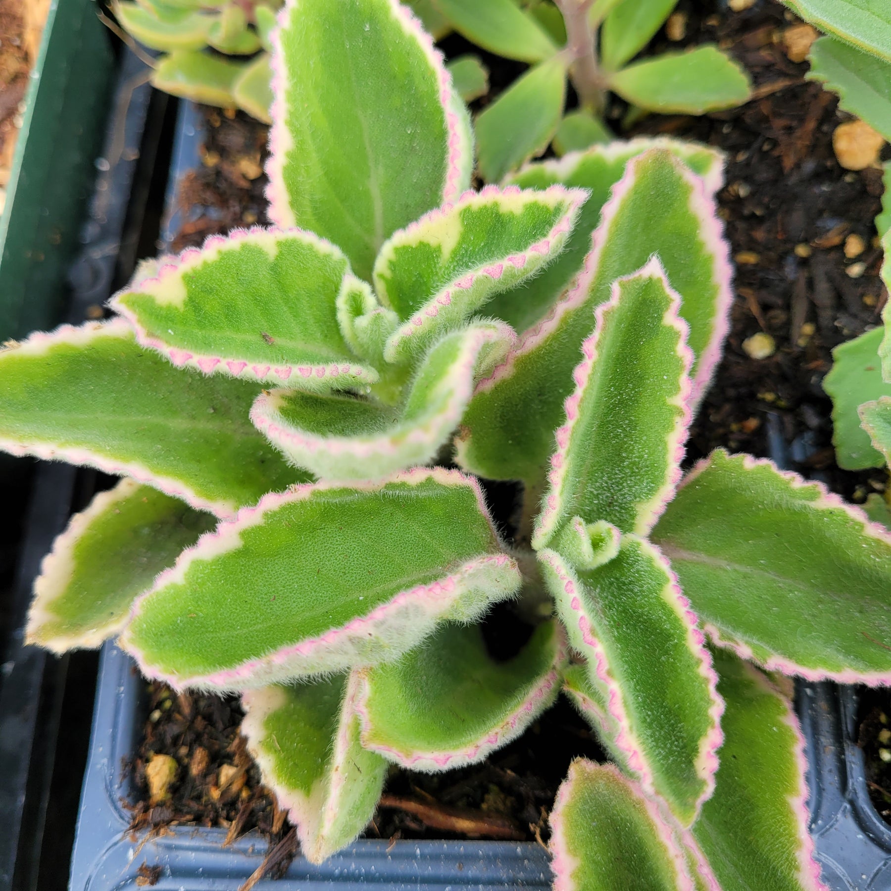succulent oregano Plectranthus amboinicus Cuban Oregano