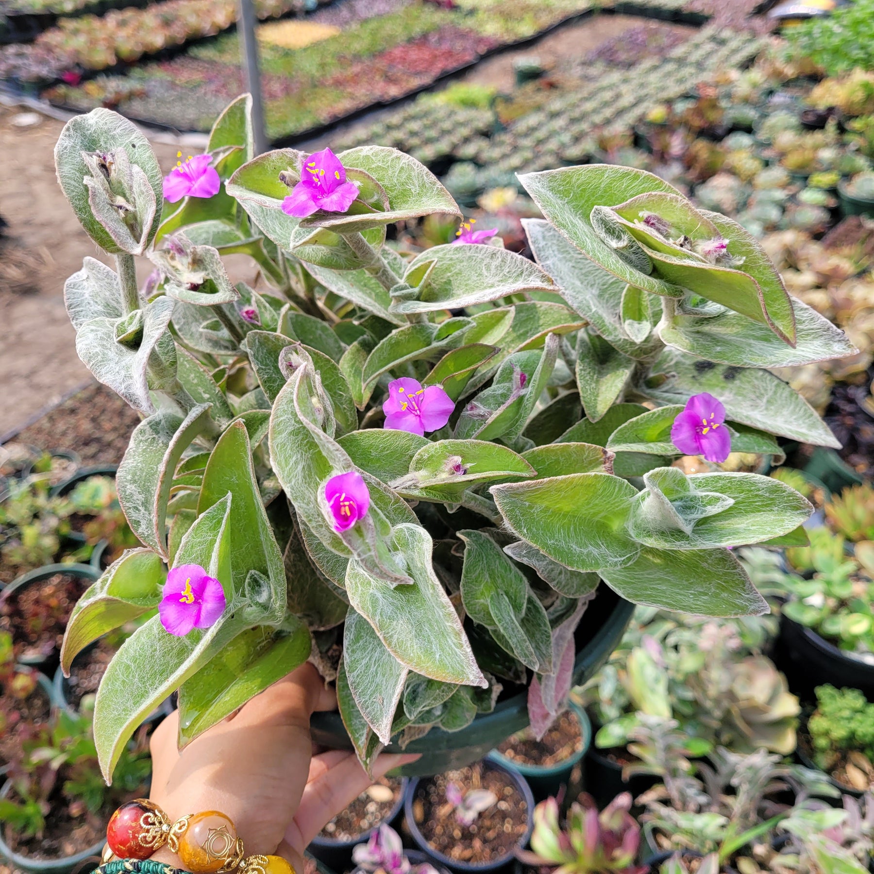 velvet succulent Tradescantia sillamontana 'White Velvet' Wandering Dude