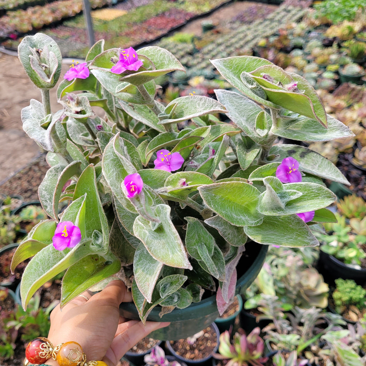 Tradescantia sillamontana 'White Velvet' Wandering Dude - Succulents Depot