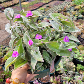 succulent tradescantia Tradescantia sillamontana 'White Velvet' Wandering Dude 4 Inch