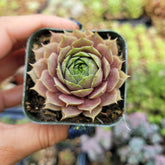 Sempervivum 'Pink Lemonade' in a small nursery pot.