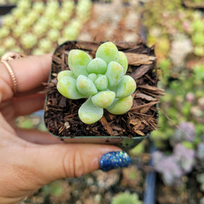 Sedum treleasei - Succulents Depot