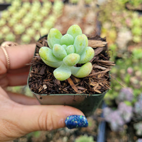 Sedum treleasei - Succulents Depot
