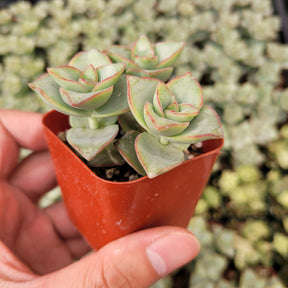 ivory succulent Crassula x perforata 'Ivory Towers' 2 Inch