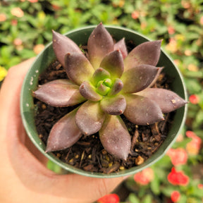 little prince succulents Echeveria 'Black Prince' -