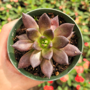 succulent with black tips Echeveria 'Black Prince' -