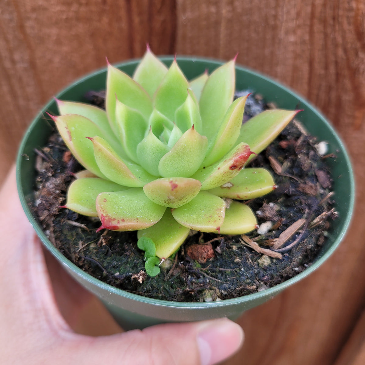 Echeveria 'Spicy'