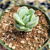 Graptoveria 'Lovely Rose' - Succulents Depot