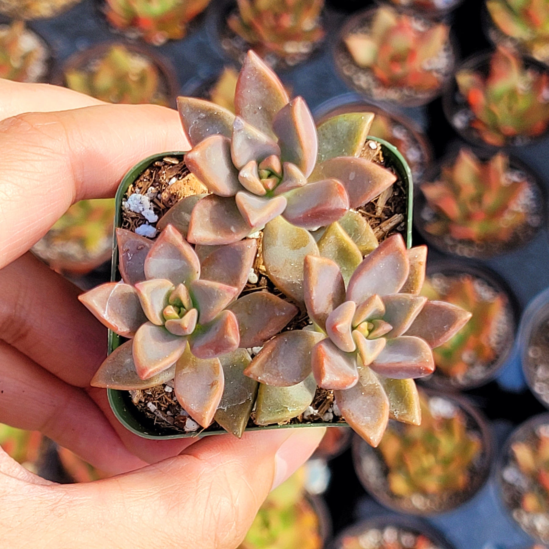 succulent plant with thick fleshy leaves Graptosedum 'Alpenglow'