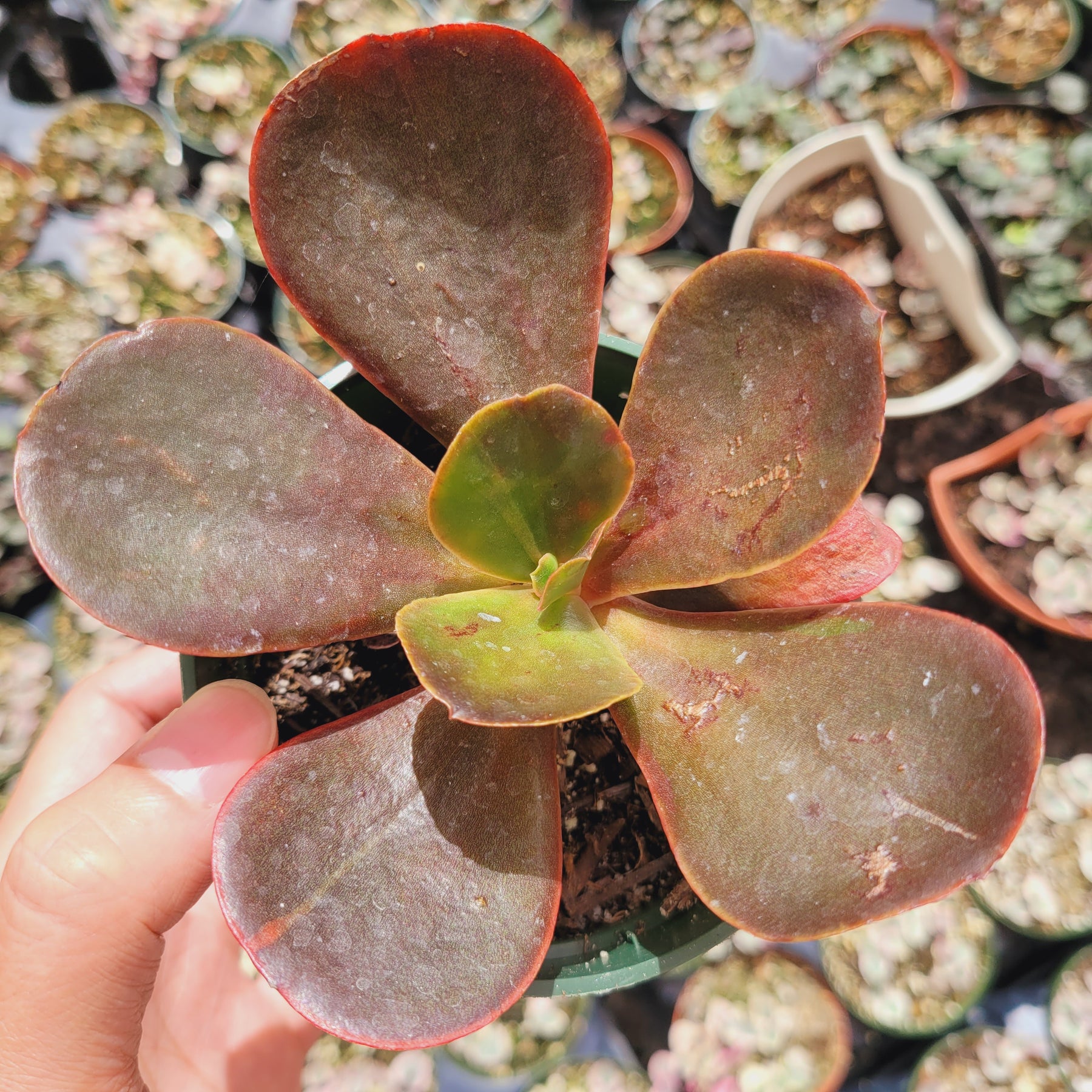 mahogany rose succulent Echeveria 'Mahogany Rose'