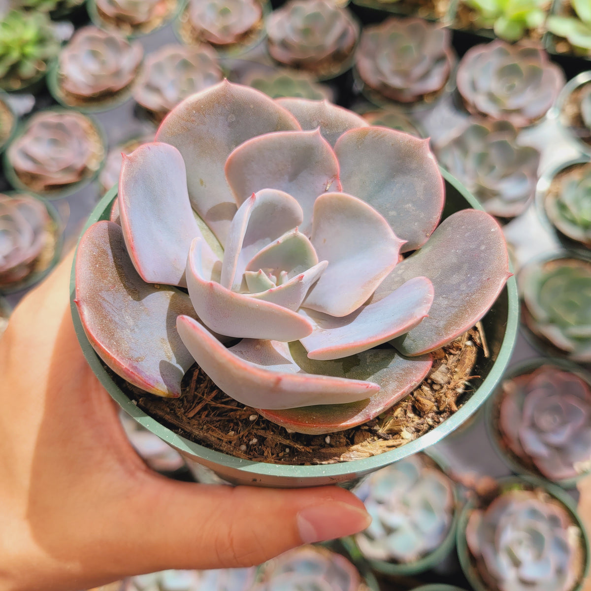 Echeveria 'Dusty Rose' - Succulents Depot