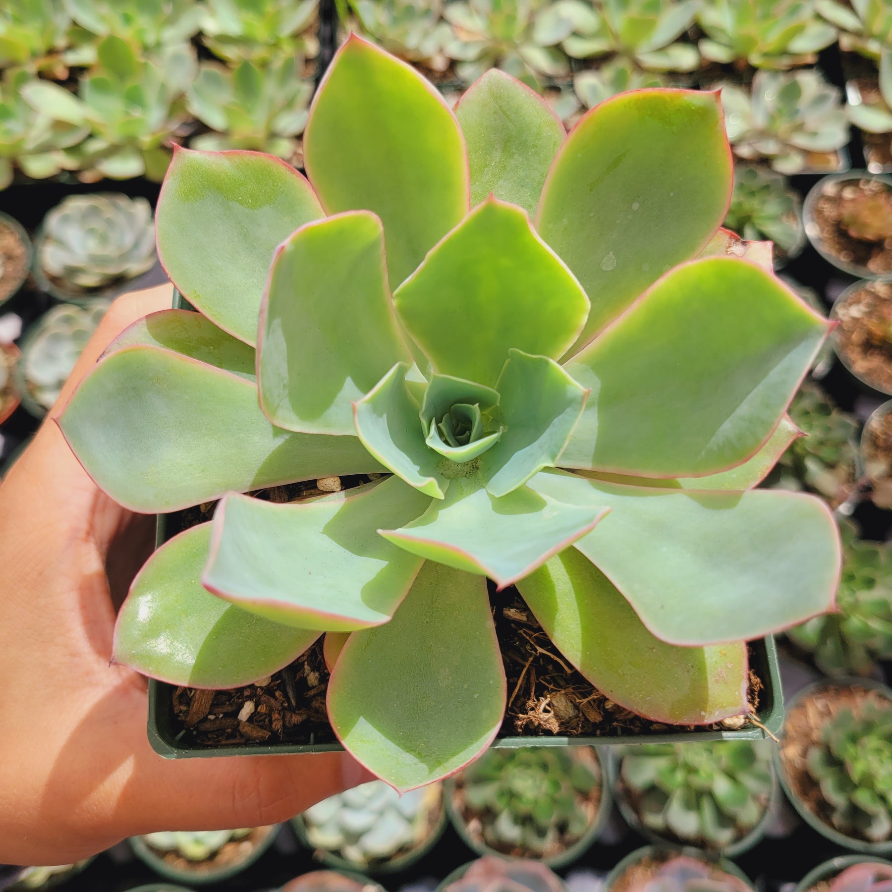 white rose succulent care Echeveria 'White Rose' -
