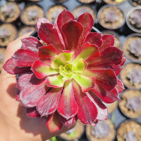 Aeonium 'Mardi Gras' - Succulents Depot