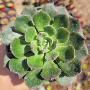 Echeveria 'Joan Daniel' - Succulents Depot