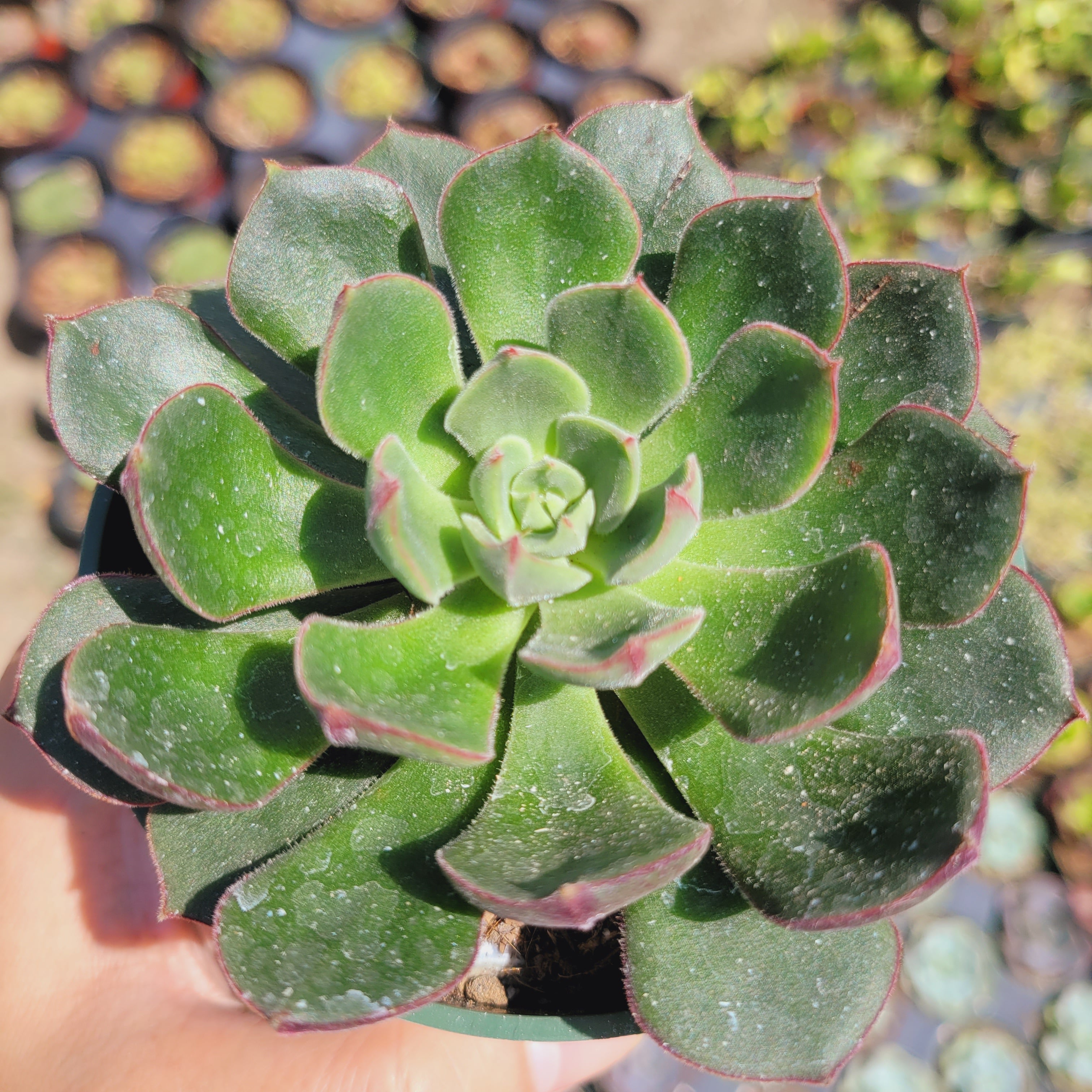 Echeveria 'Joan Daniel'