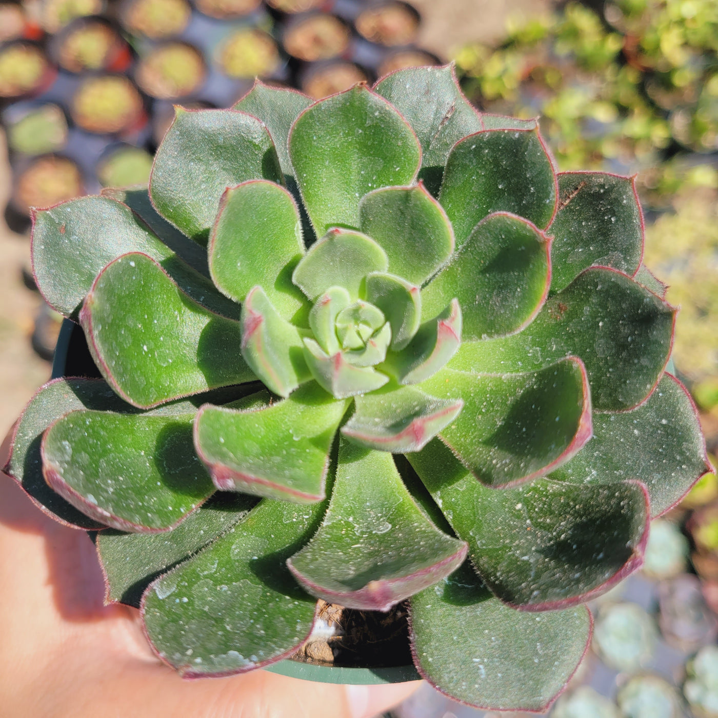 Echeveria 'Joan Daniel', potted succulent with reddish-tipped green leaves.