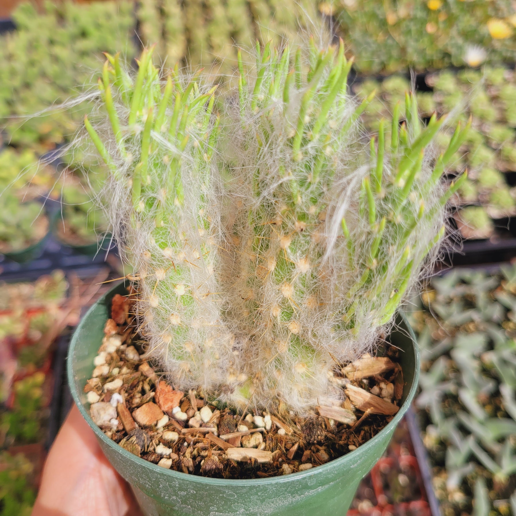 Austrocylindropuntia Vestita Cotton Cactus - Succulents Depot