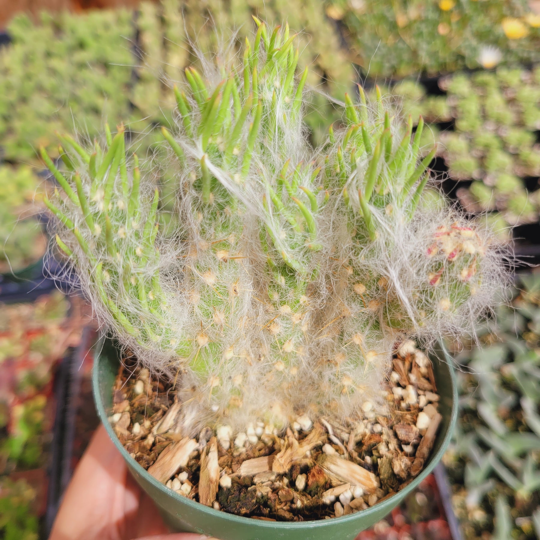 cotton succulent Austrocylindropuntia Vestita Cotton Cactus