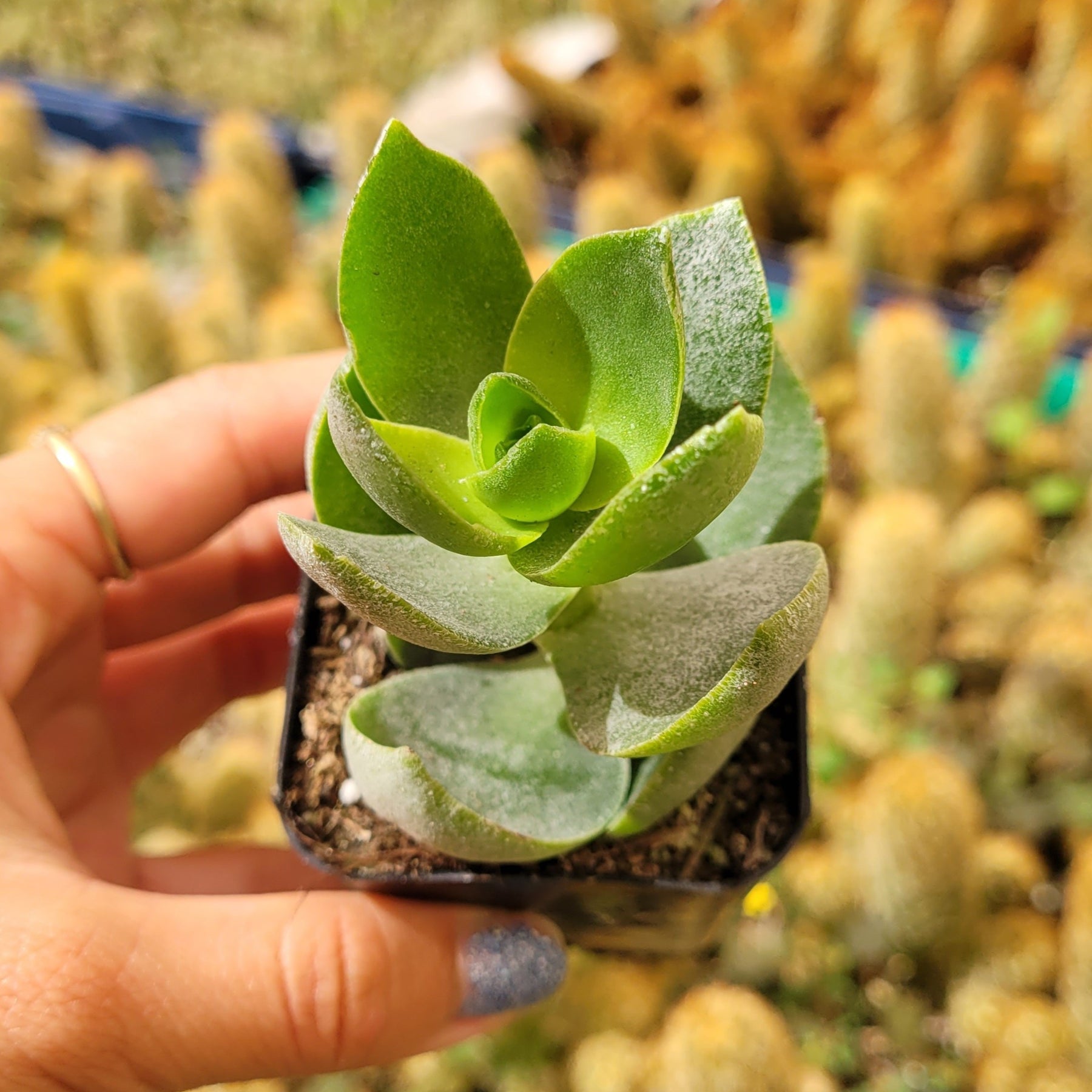 square leaf succulent Crassula lactea