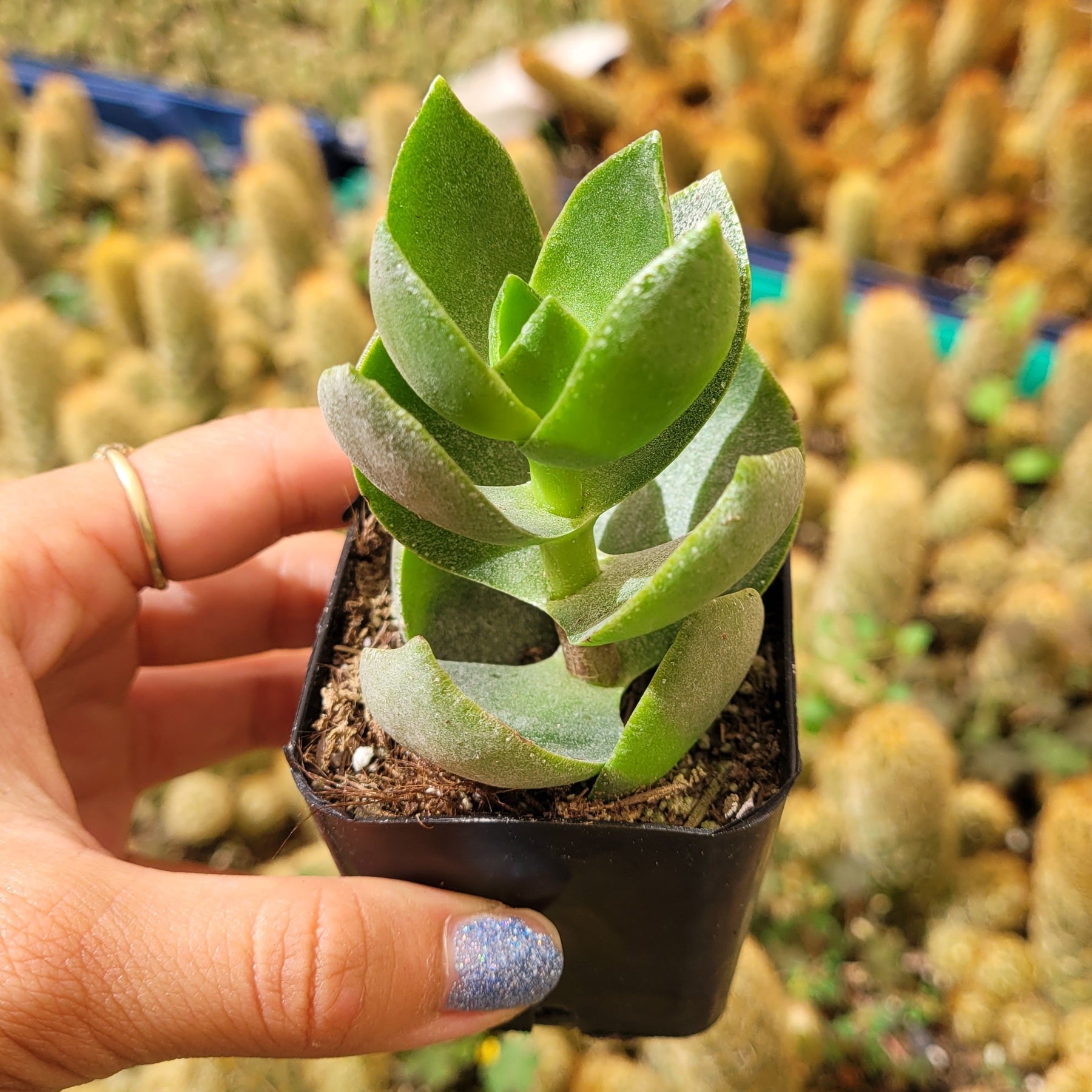 succulents with small leaves Crassula lactea