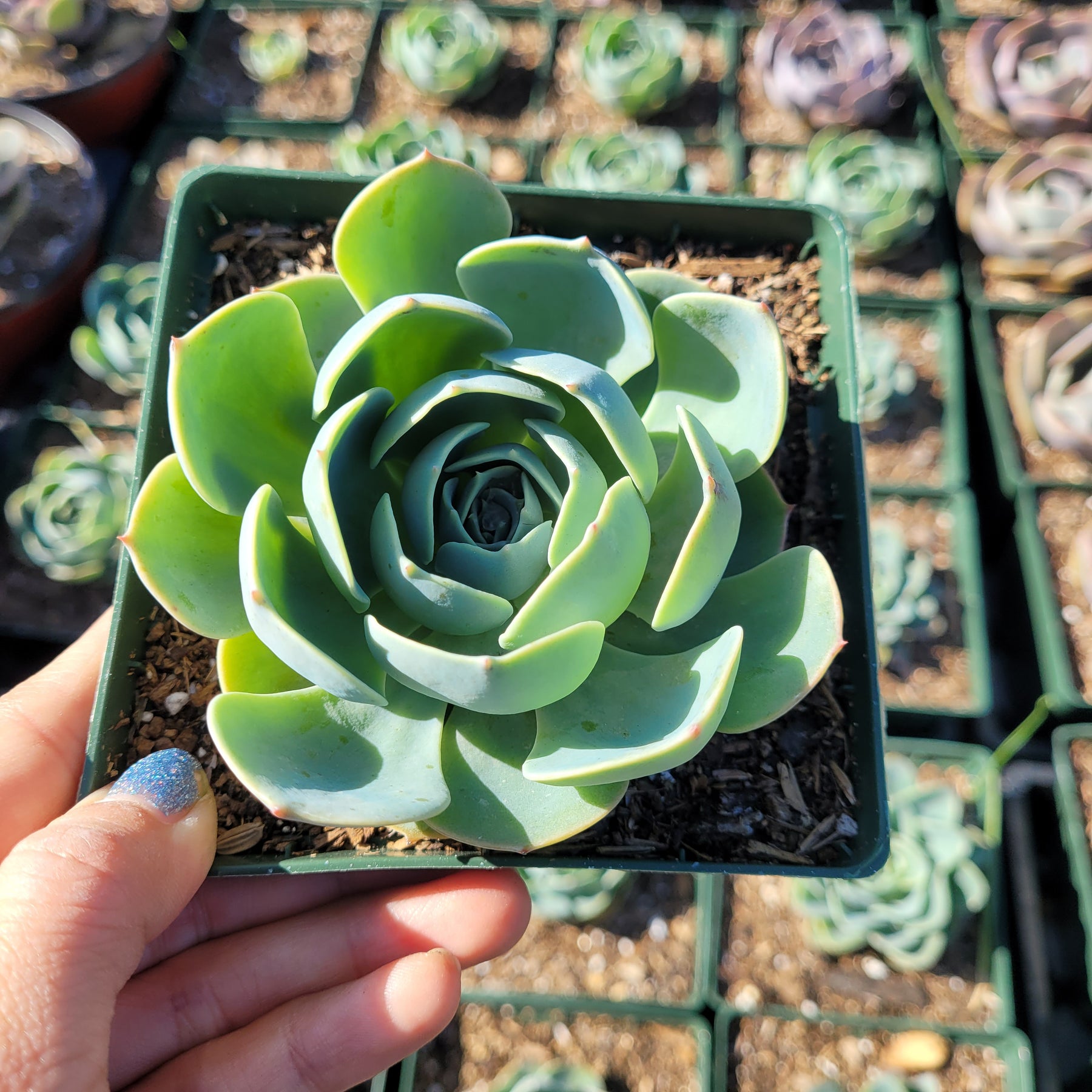 blue rose succulent care Echeveria imbricata 'Blue Rose'