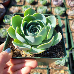 Echeveria imbricata 'Blue Rose'