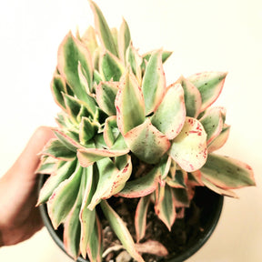 crested sunburst succulent Aeonium Sunburst Crest