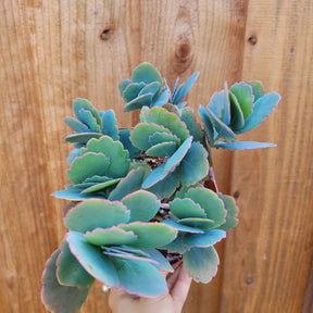 Kalanchoe fedtschenkoi 'Majestic Scallops' - Succulents Depot