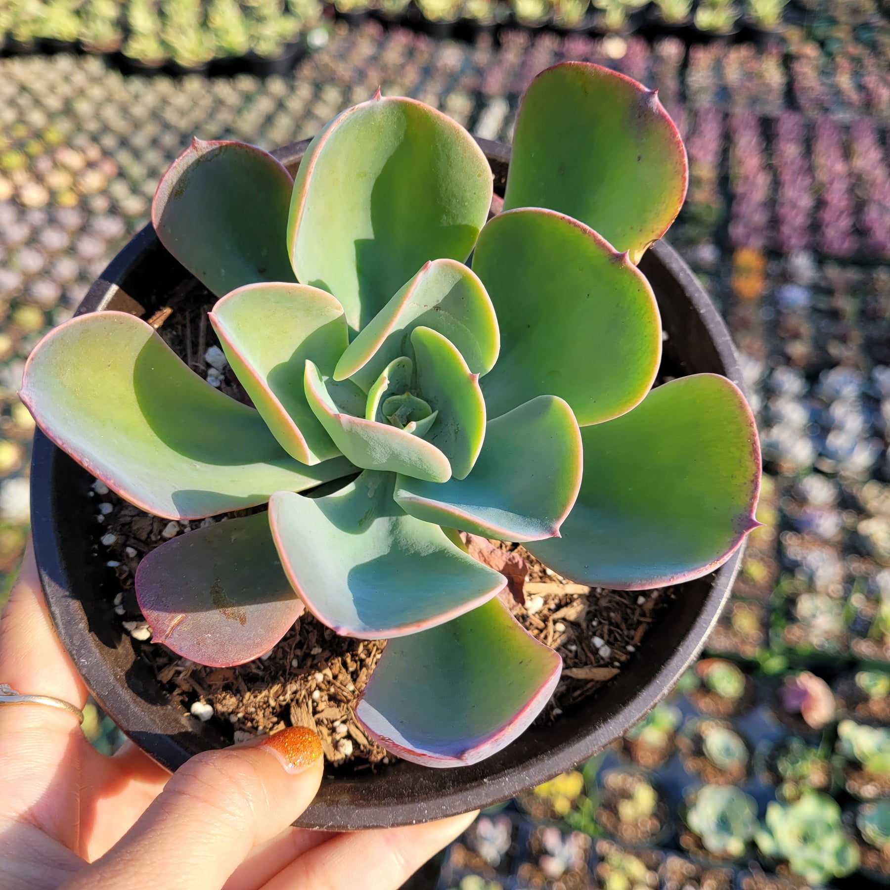 echeveria blue sky succulent plant Echeveria 'Blue Sky'