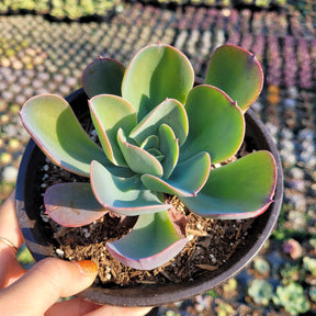 Echeveria 'Blue Sky' - Succulents Depot