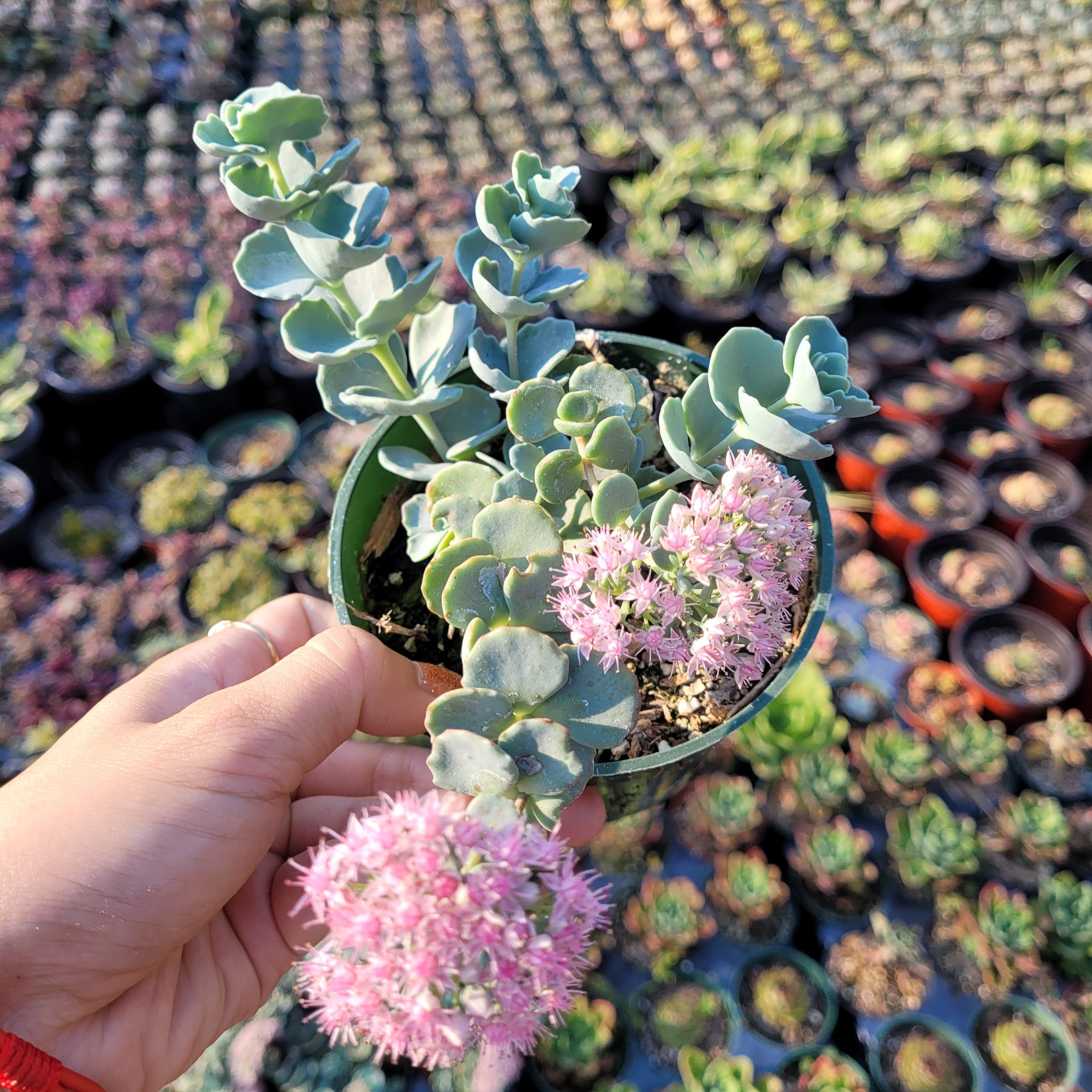 bluish succulent Sedum sieboldii October Daphne Blue