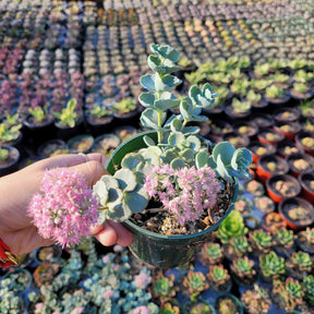 daphne plant in pots Sedum sieboldii October Daphne Blue