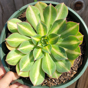 Aeonium 'Starburst'