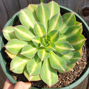 Aeonium 'Starburst'