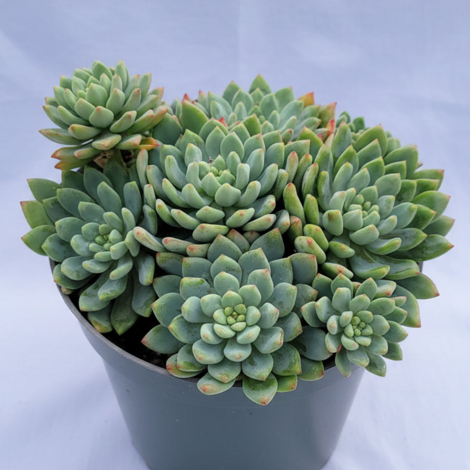 sedeveria blue giant succulent Sedeveria 'Blue Elf' 2 Inch