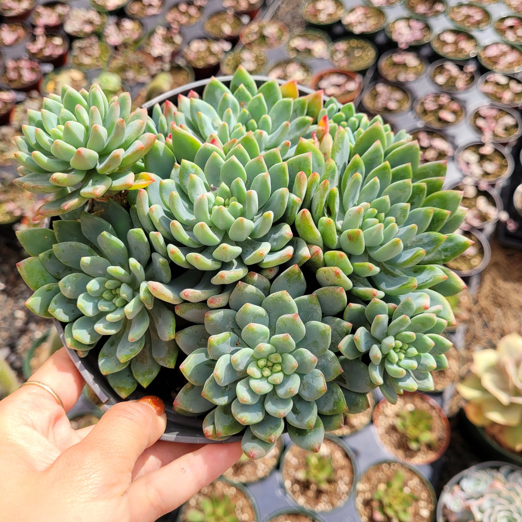 sedeveria hybrid succulent Sedeveria 'Blue Elf'