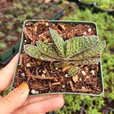 Gasteria bicolor var. Liliputana 'Dwarf Lawyer's Tongue'