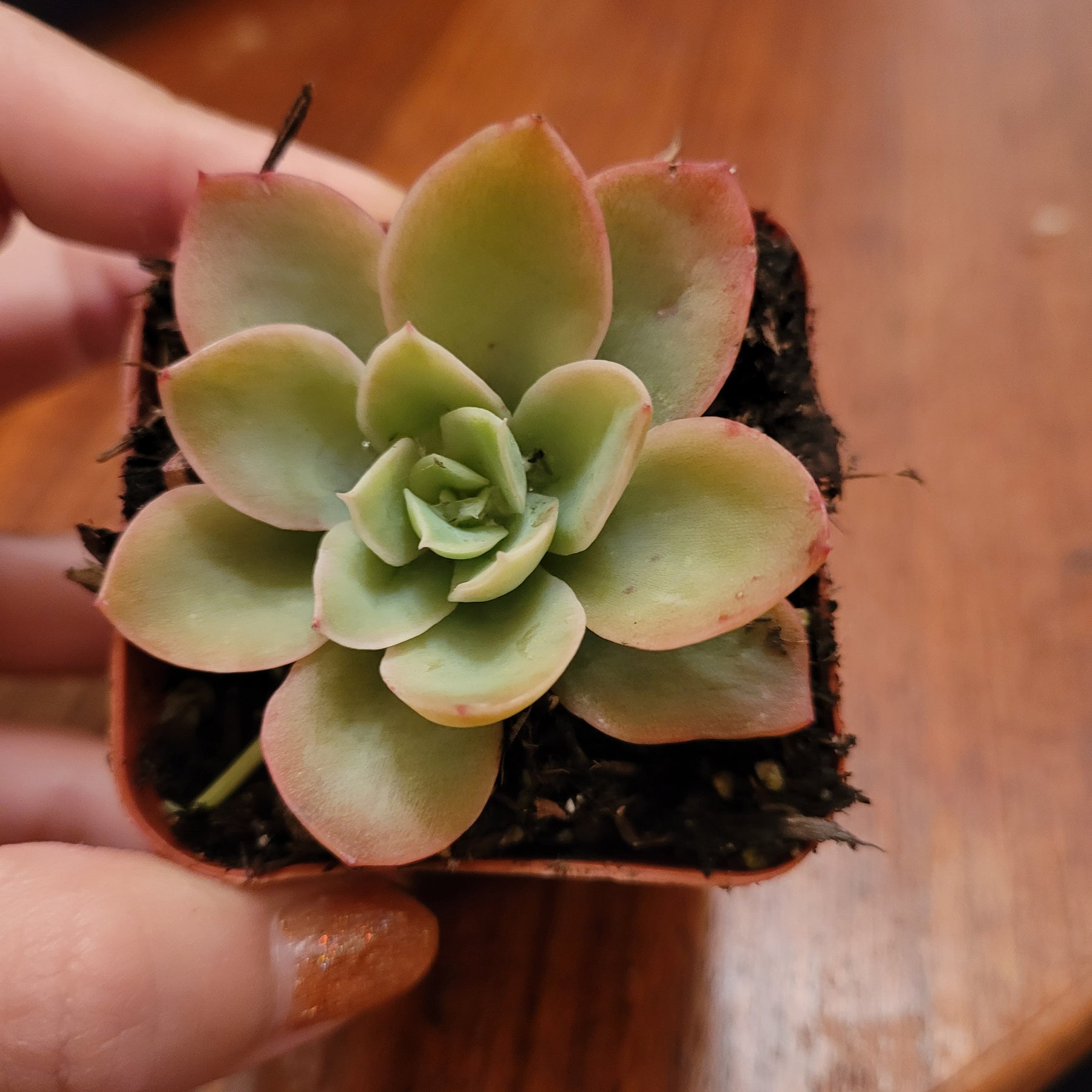 silk succulents Echeveria Silk Veil