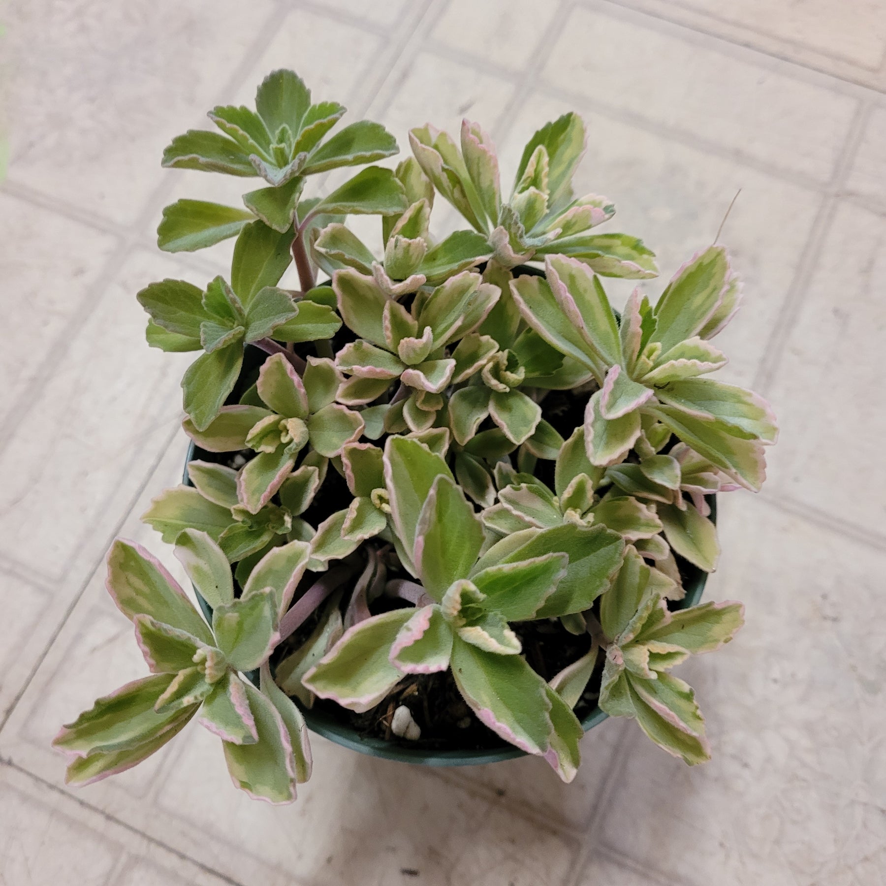 fuzzy wuzzy air plant Plectranthus neochilus Variegated 'Mike's Fuzzy Wuzzy'