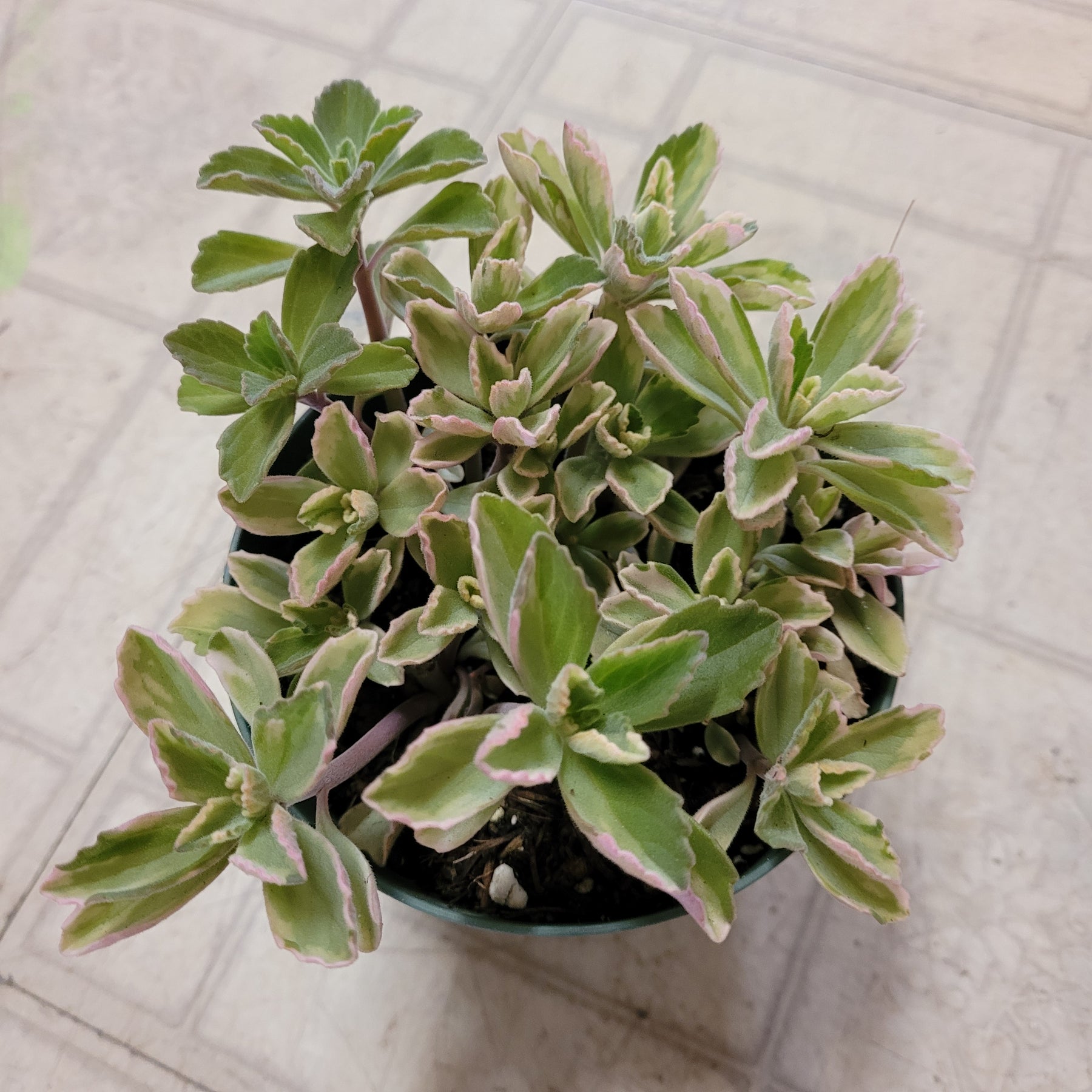 white fuzzy succulent Plectranthus neochilus Variegated 'Mike's Fuzzy Wuzzy' 6 Inch