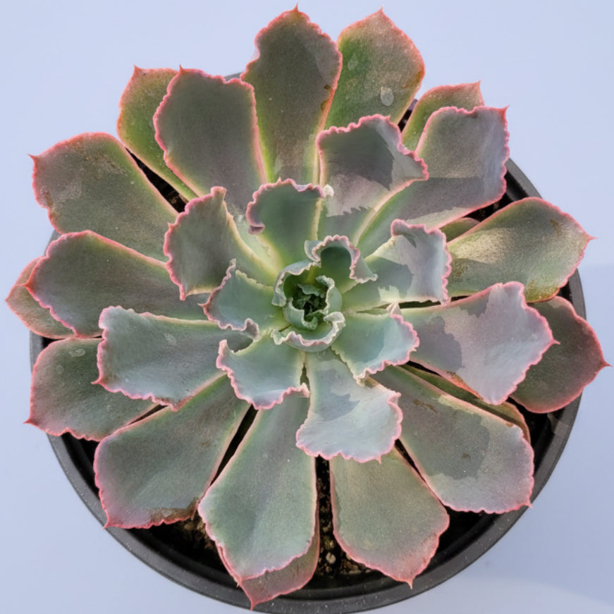 Echeveria 'Neon Breakers' succulent in a nursery setting.
