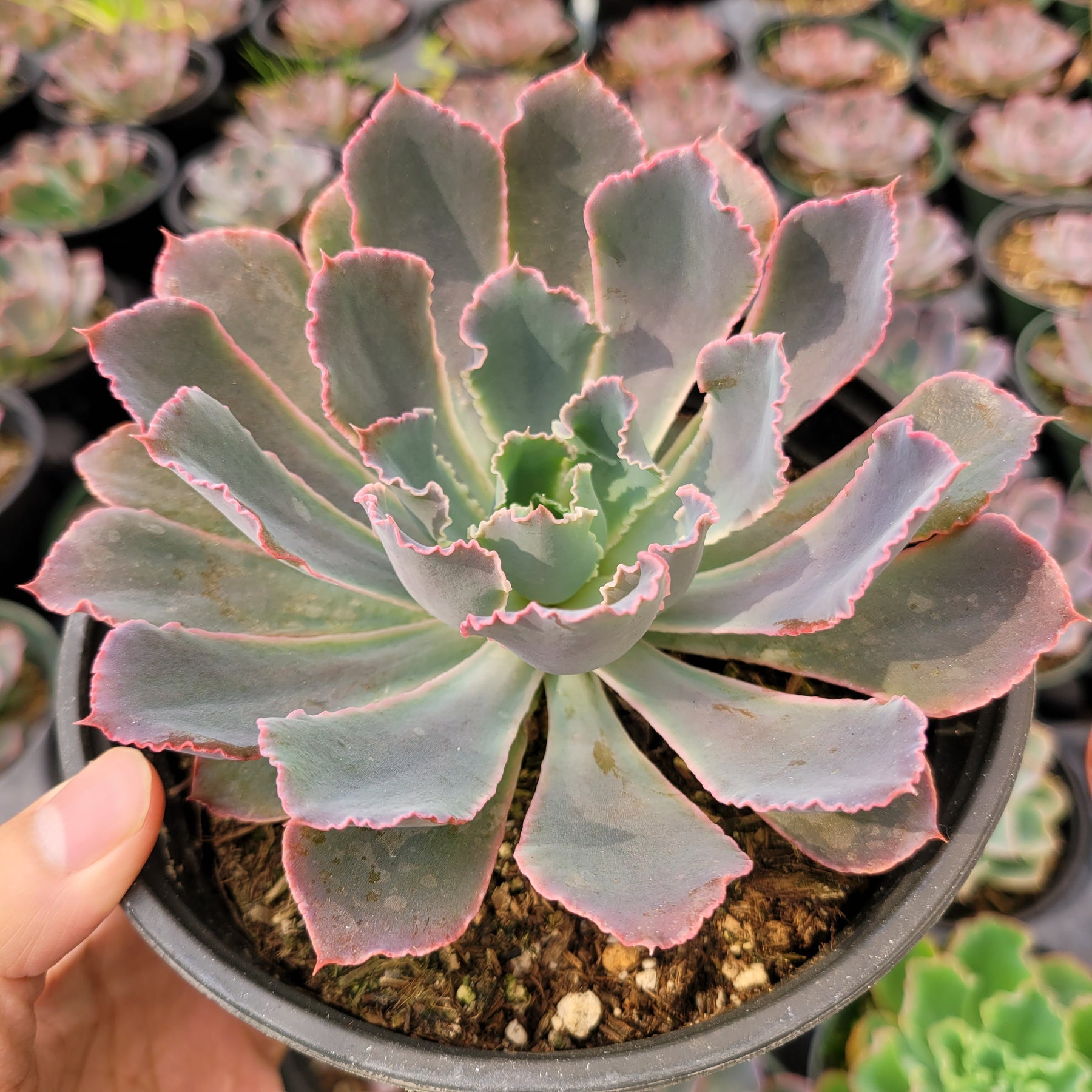 echeveria neon breaker succulent Echeveria 'Neon Breakers'