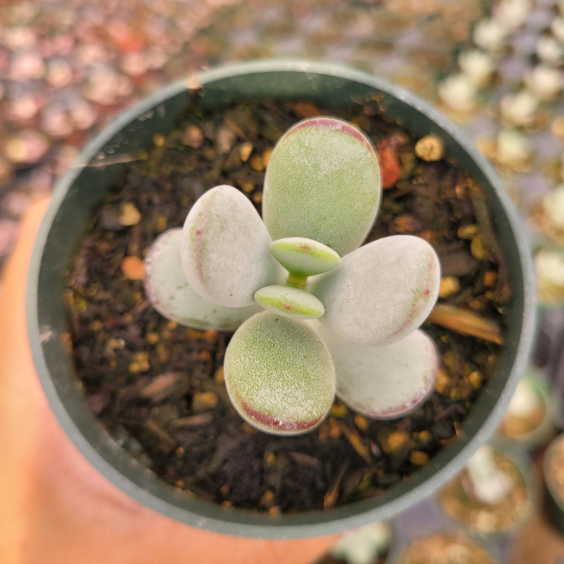 cotyledon orbiculata variegated succulent Cotyledon orbiculata 'Ping Pong'
