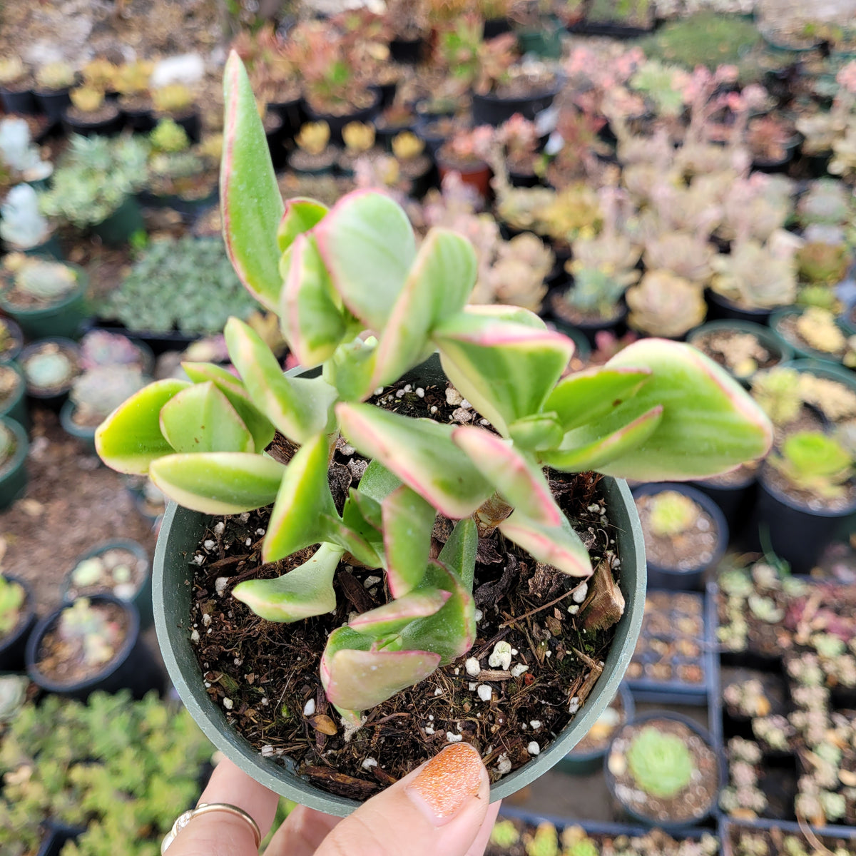 Crassula argentea 'Money Tree' Variegata